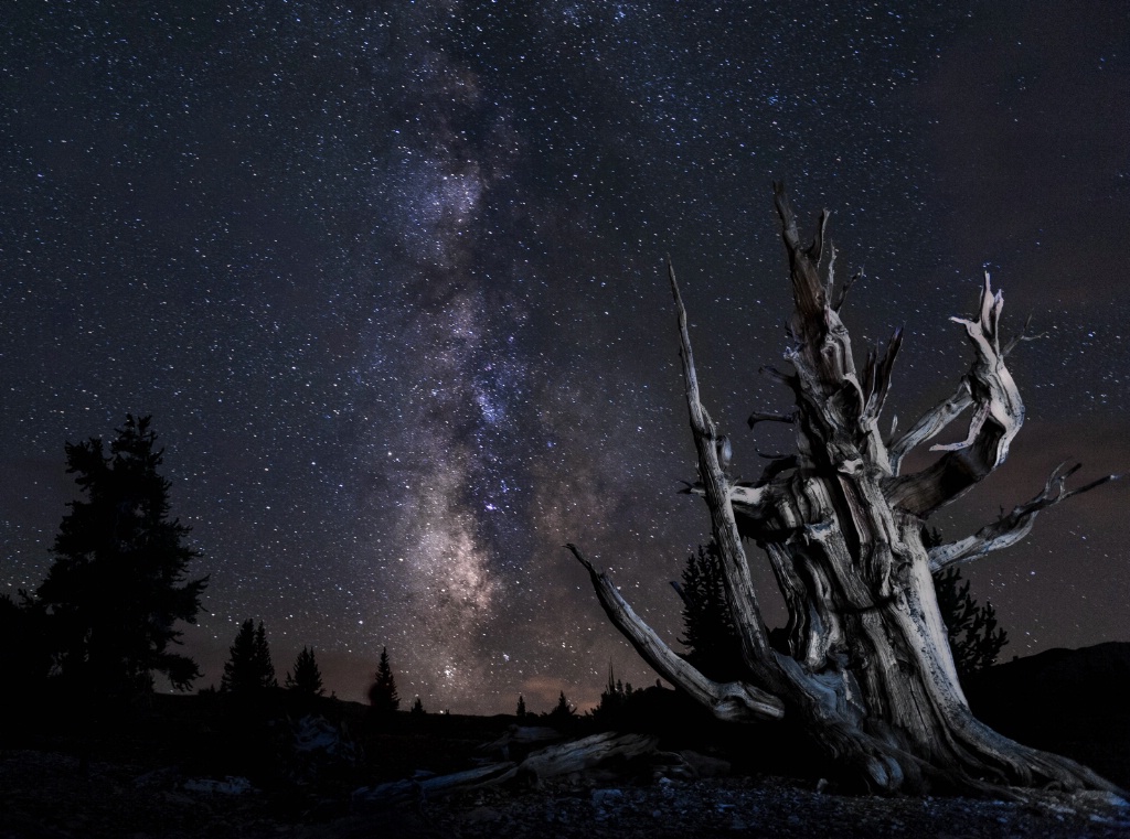 Bristlecone Pine