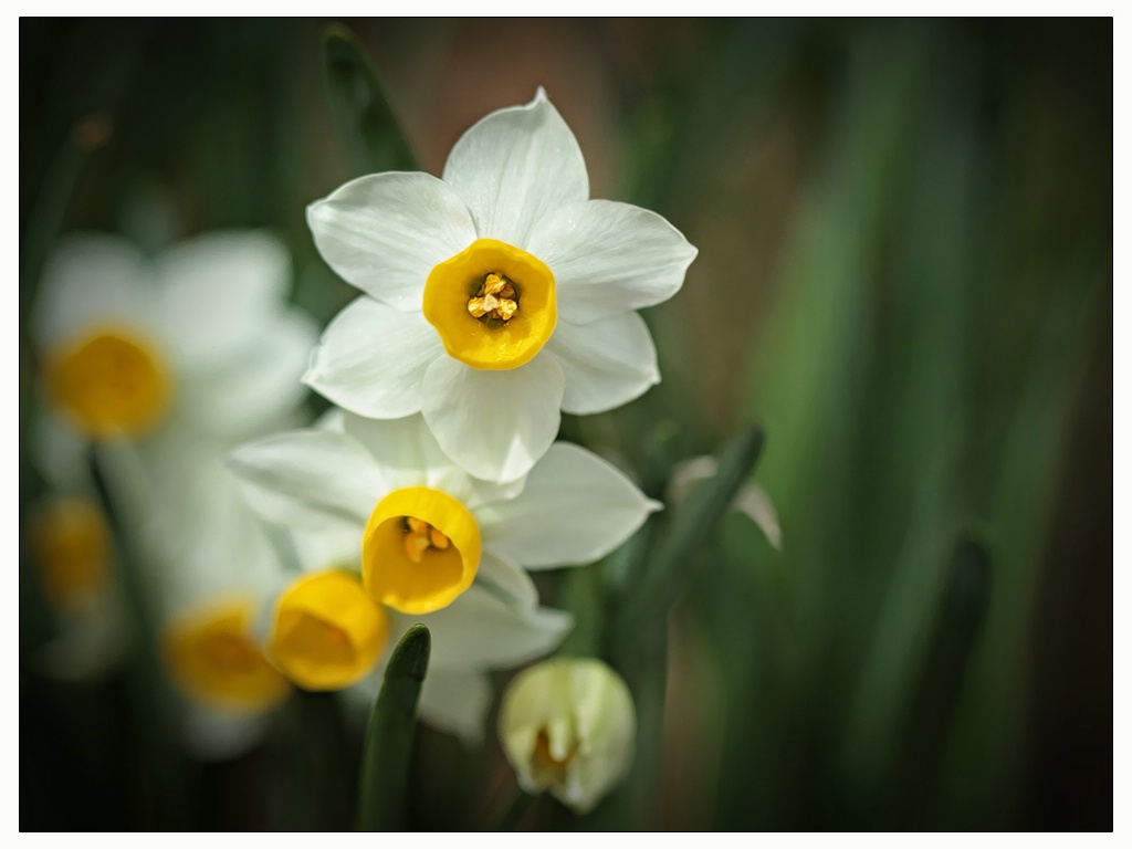 tiny bunch of spring