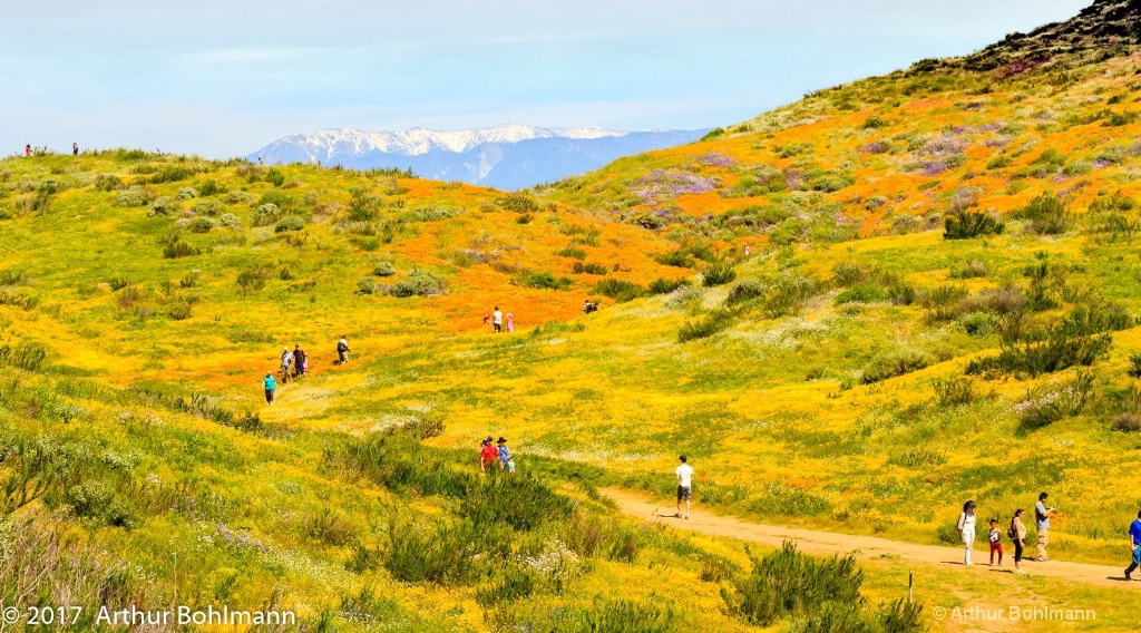 Super Bloom 