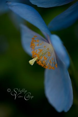 Rare Blue Poppy