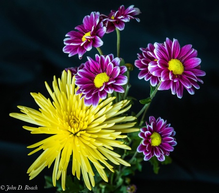 Spring Flowers