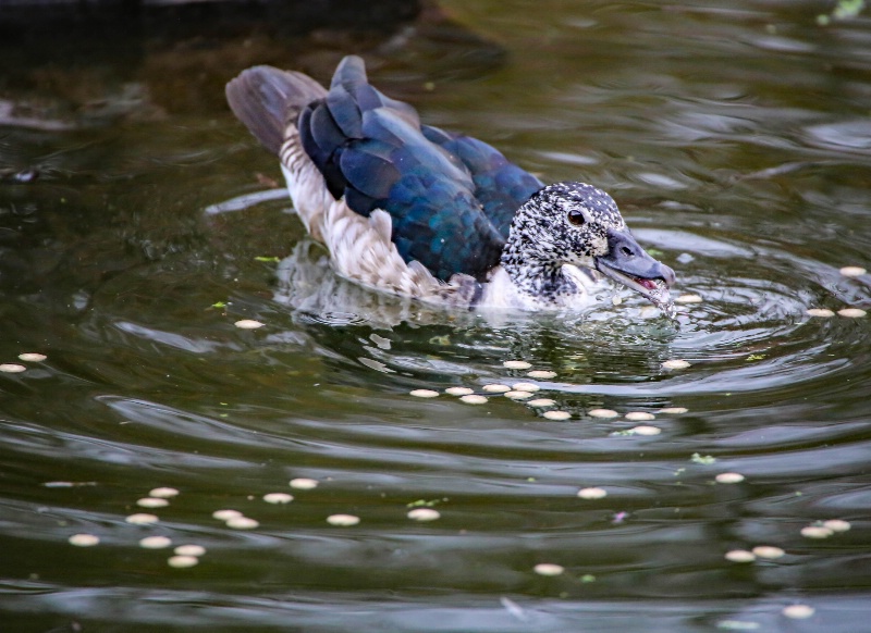 Knob-billed duck (female)