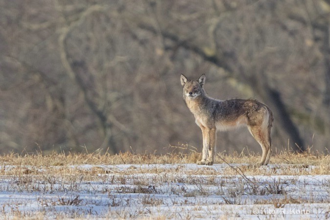 Coyote in Valley Forge This Morning