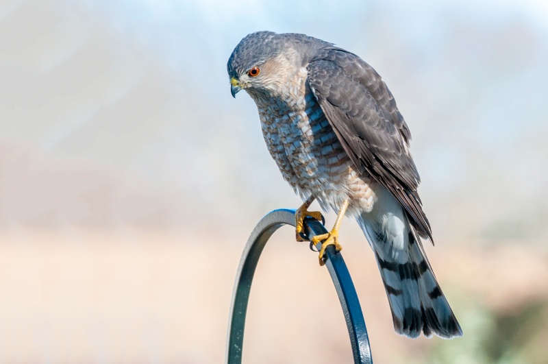 Cooper Hawk