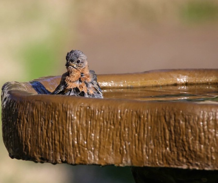 Blue-bird taking a bath!