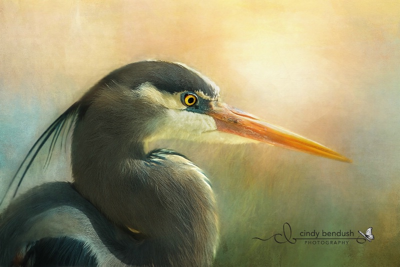 Portrait of a Heron