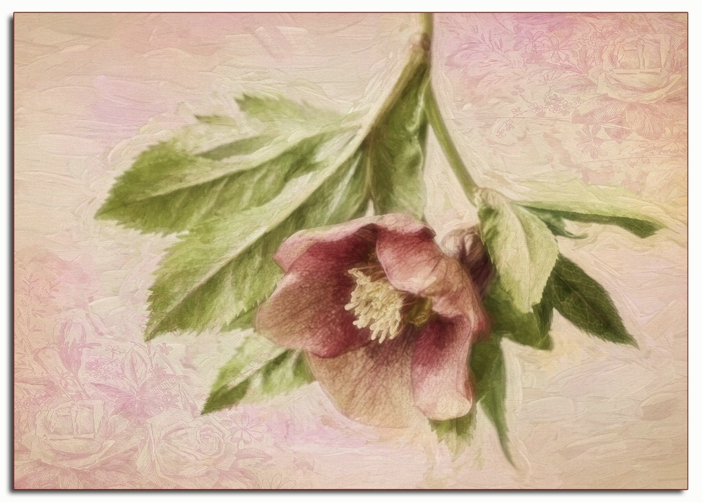 single hellebore