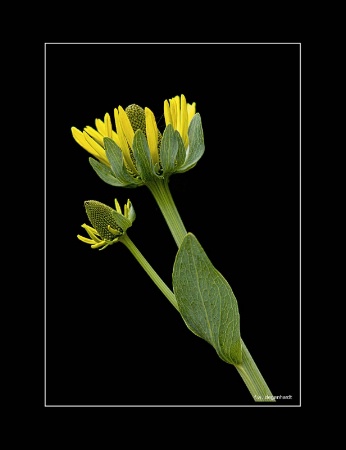 Mexican Sunflower