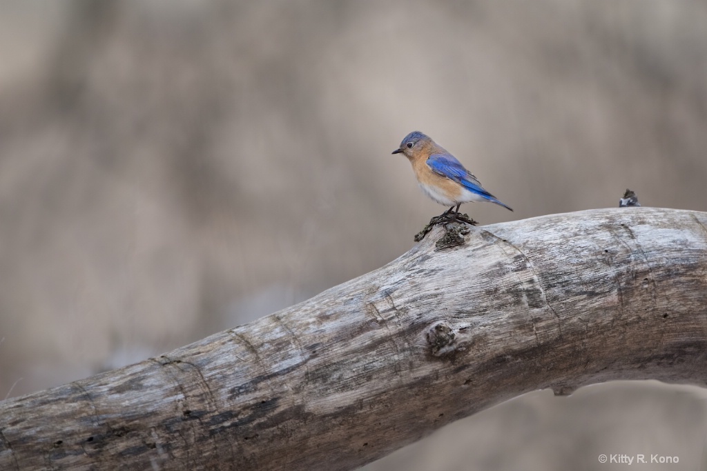 Bluebird on a Log