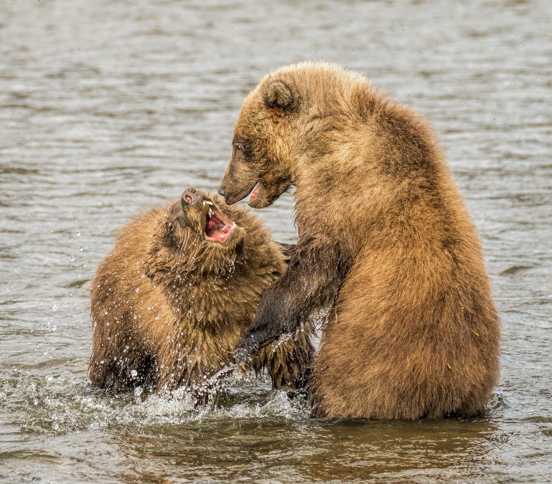 Serious Bear Cub Play    