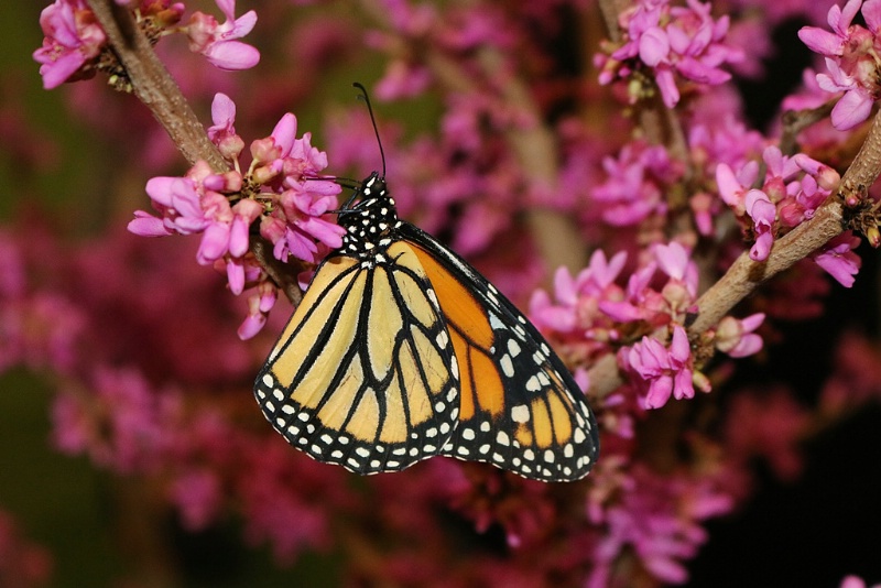 A Beautiful Monarch