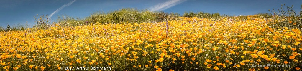 Superbloomers 