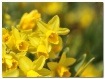 daffodils