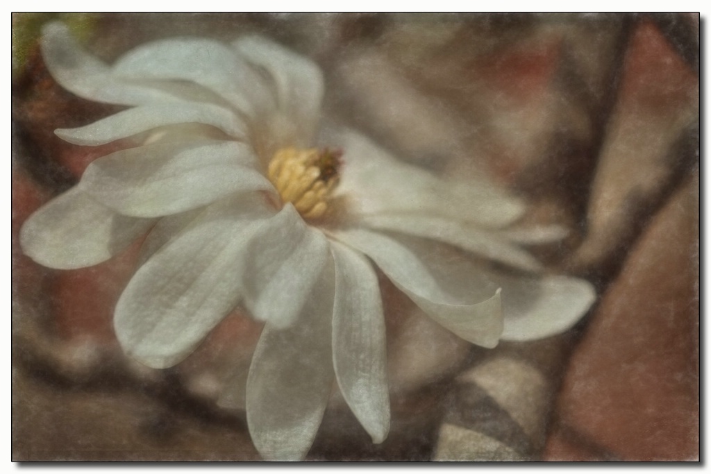 magnolia - chalk pastel