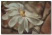 magnolia - chalk ...