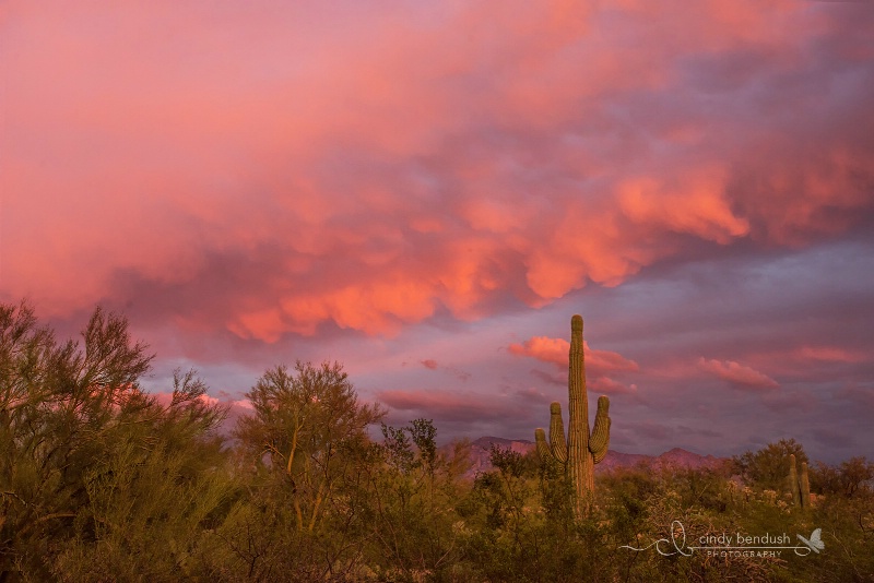 Pink Sky at Night