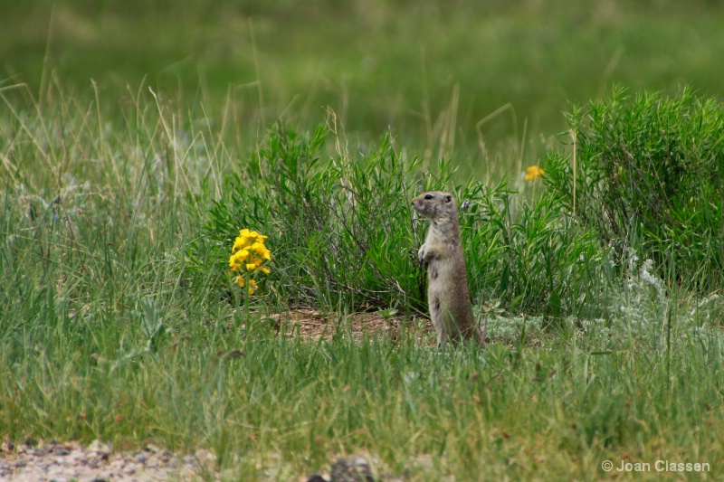 On The Lookout