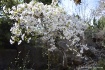 Cherry blossom tr...