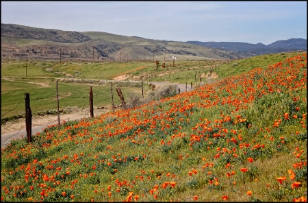 Fields of Orange