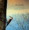 Woodpecker In Bac...