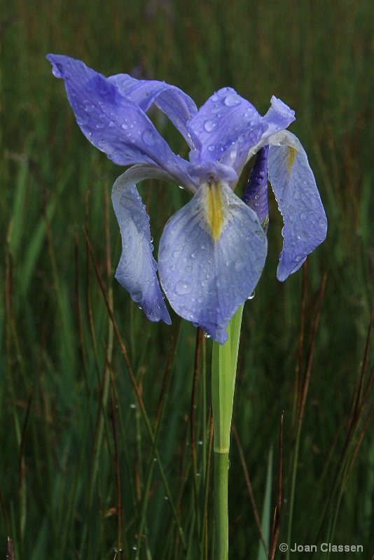 Rocky Mountain Iris