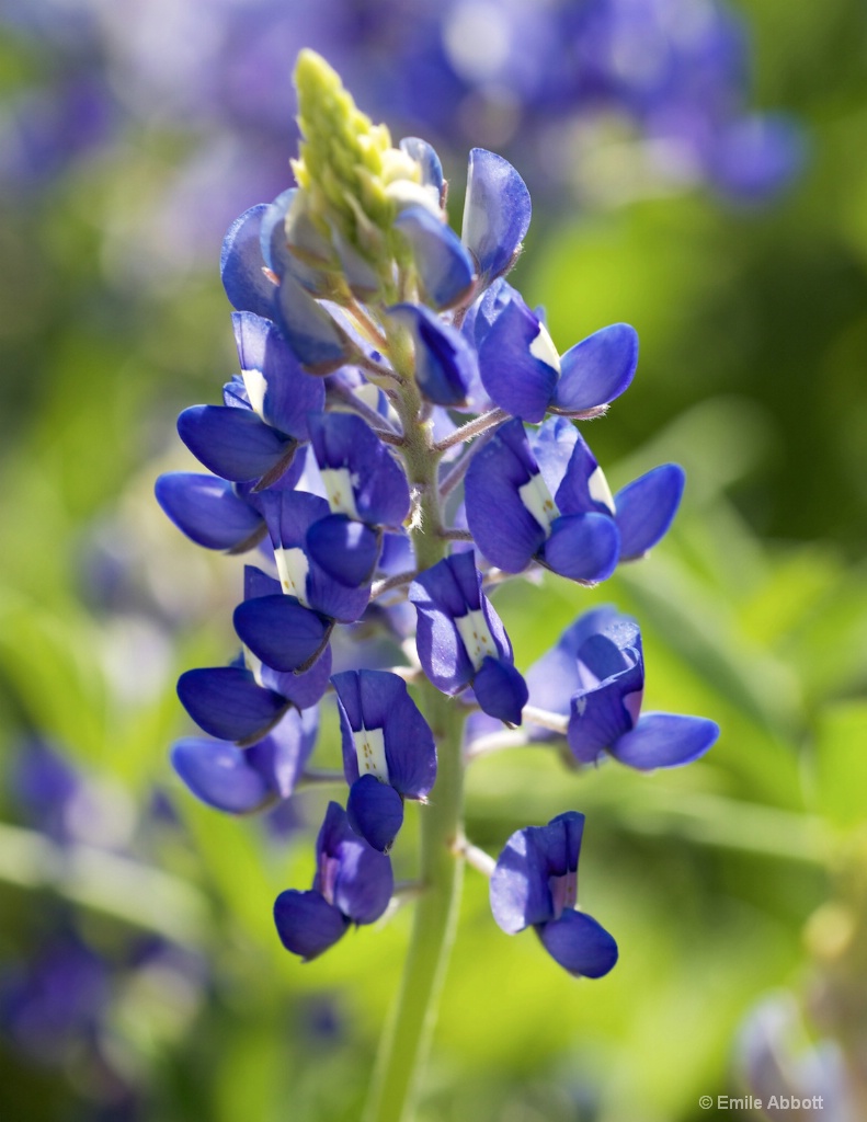 Bluebonnet 