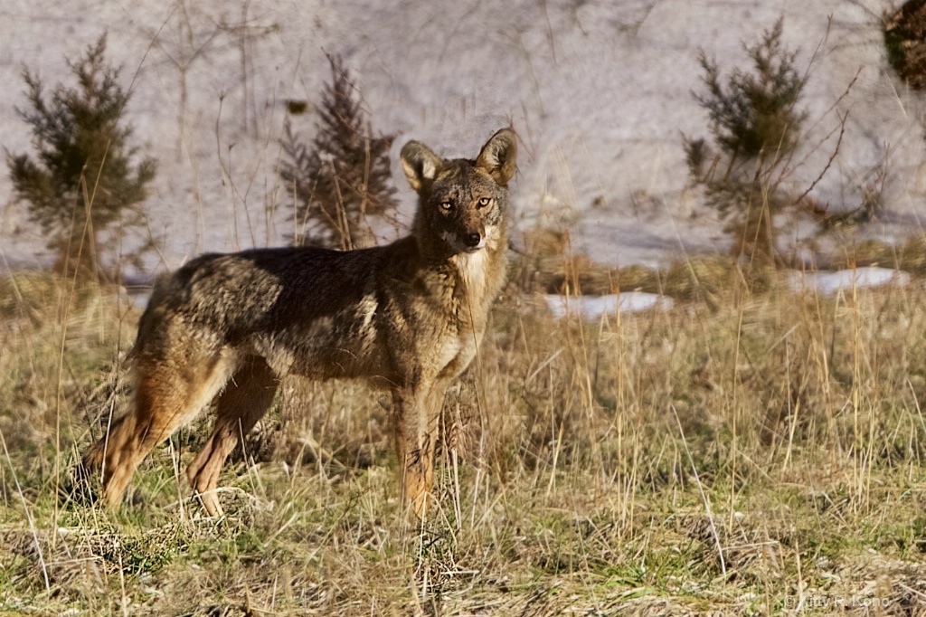 The Beautiful Valley Forge Coyote - ID: 15339785 © Kitty R. Kono