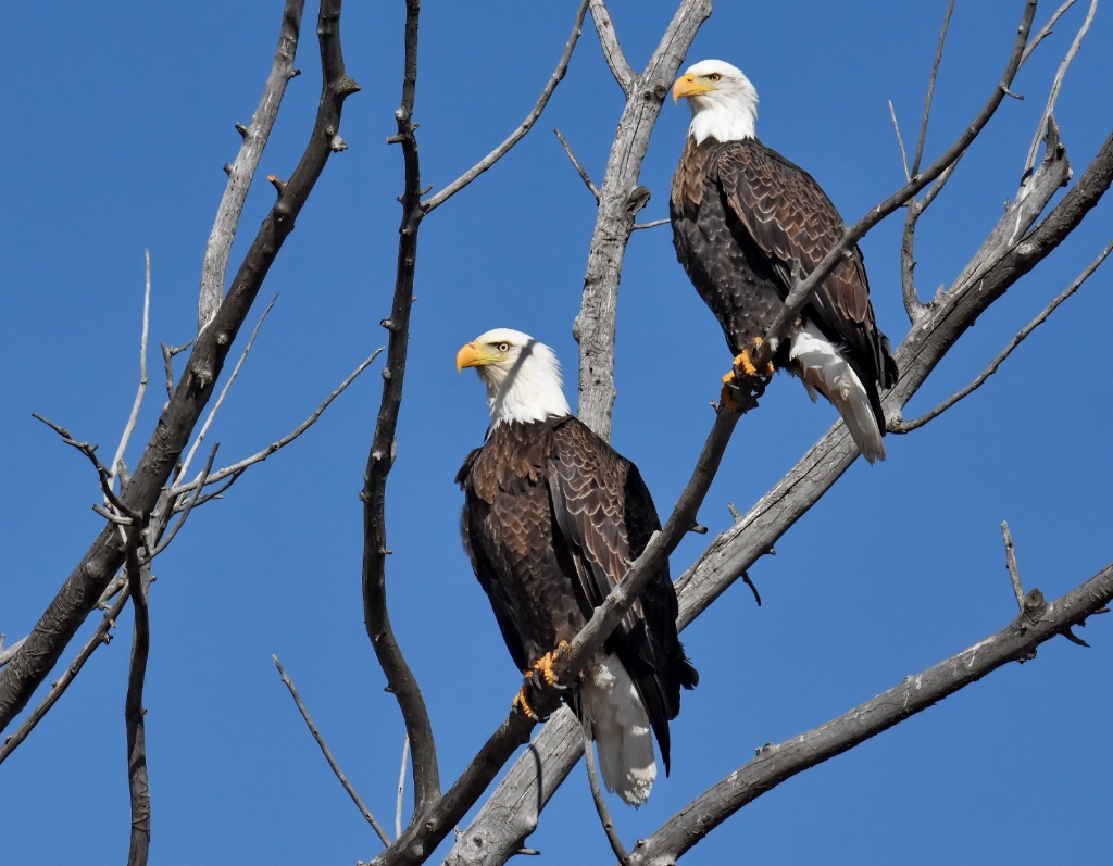 Ma and Pa Bald Eagle