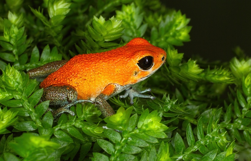Orange Dart Frog