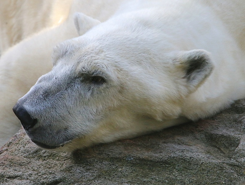 Polar Bear Profile