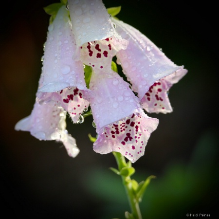 Magenta Freckles