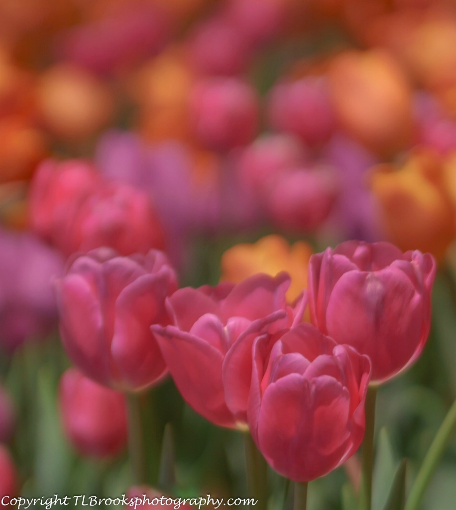 tulips