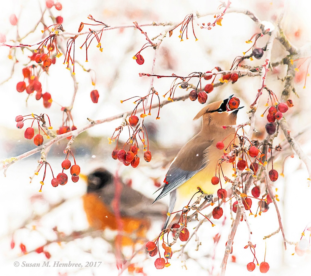 Crabapple Feeding