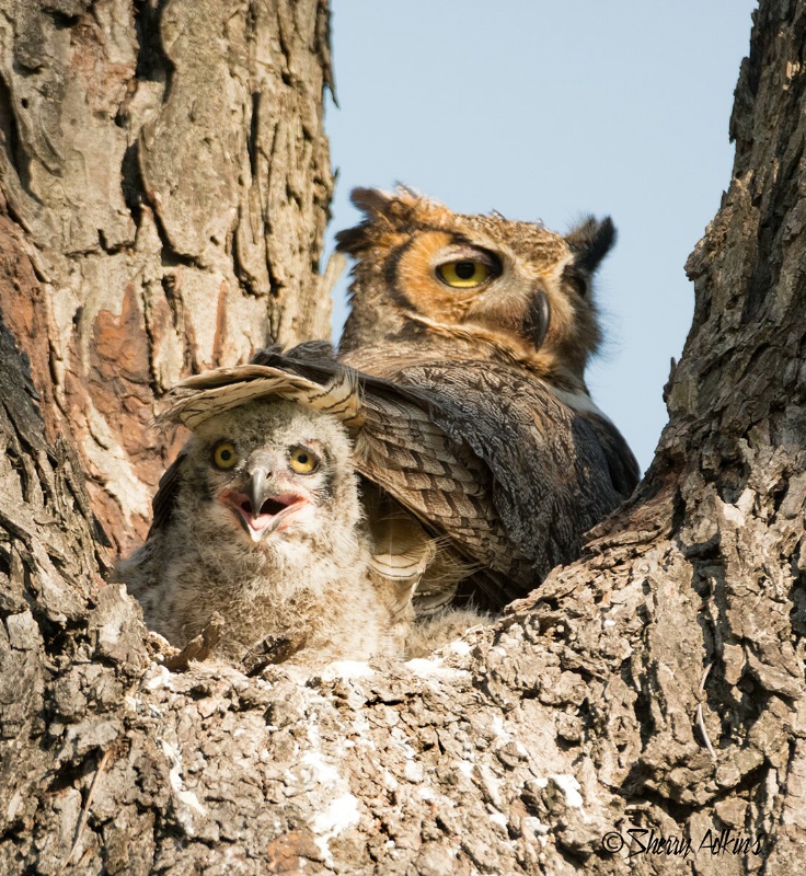 Great Horned Owl and juvenile