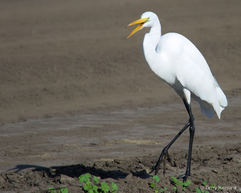 Great Egret Squaking at his own shadow - ID: 15340096 © Terry Korpela
