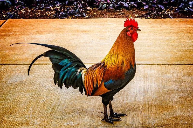 Cock of the Walk