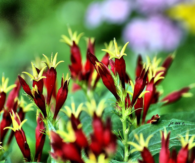 "Fire Crackers" Blooming!