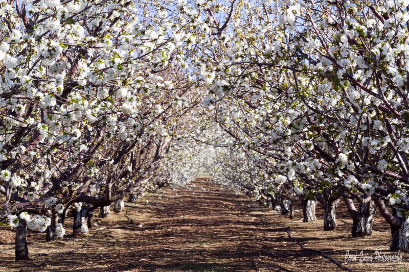 Leona Valley Orchard