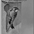 © Frederick A. Franzella PhotoID # 15340153: Tree Swallow Coming To The Nest