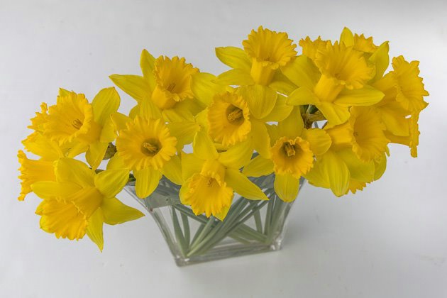 Wide above Daffodils 