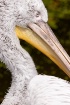 Pelican Brief