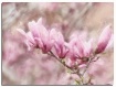 magnolias - Impas...
