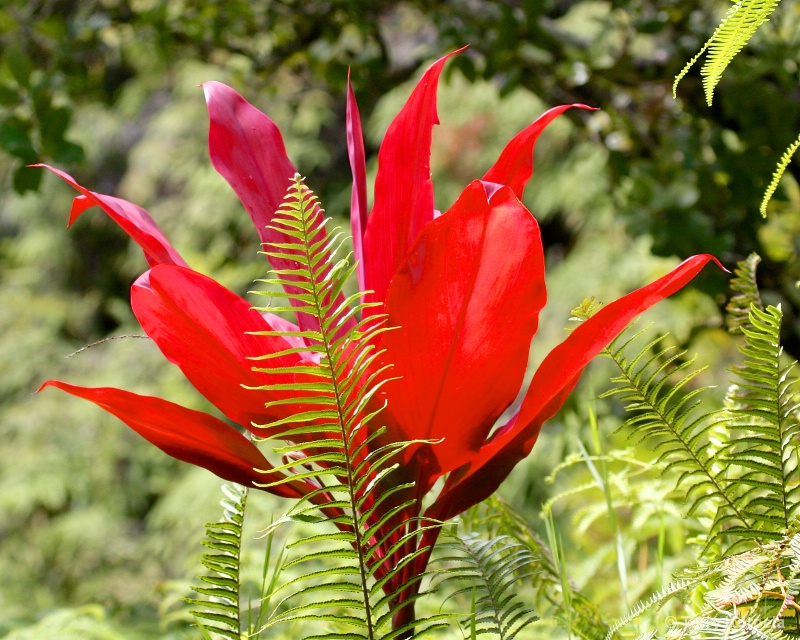 Maui Botanical Garden - ID: 15340507 © Terry Korpela