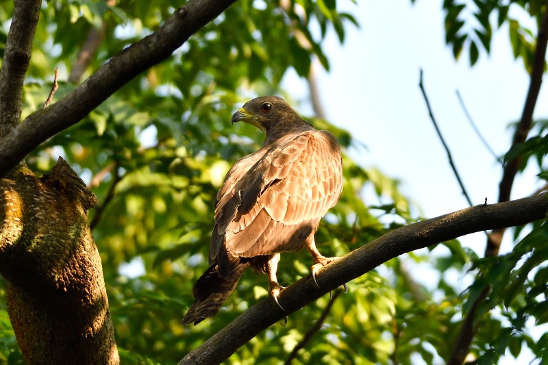 Oriental honey buzzard