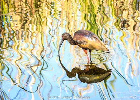 Reflection of Ibis 