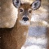 © Bonnie L. Smith PhotoID # 15340532: Deer in Winter Painting 1 of 1