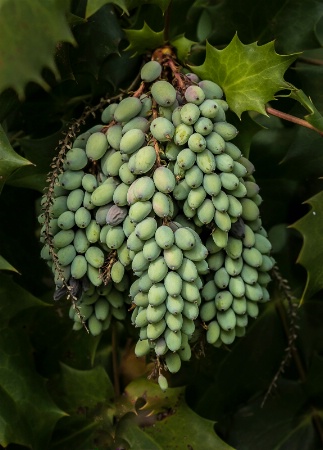 Oregon Grape