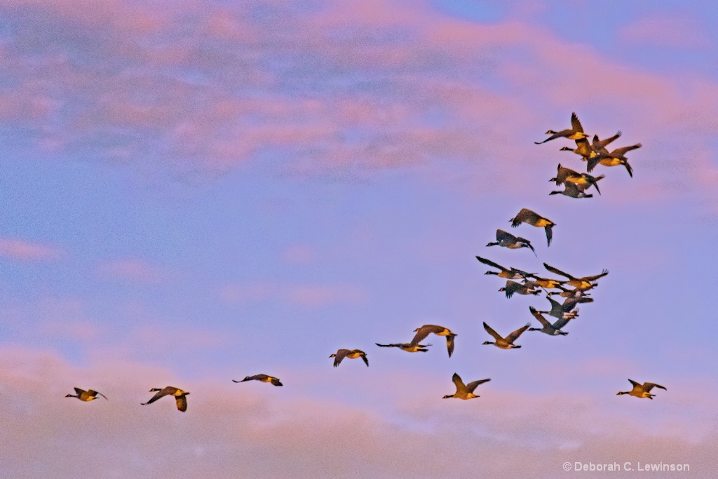 Sunrise Flight