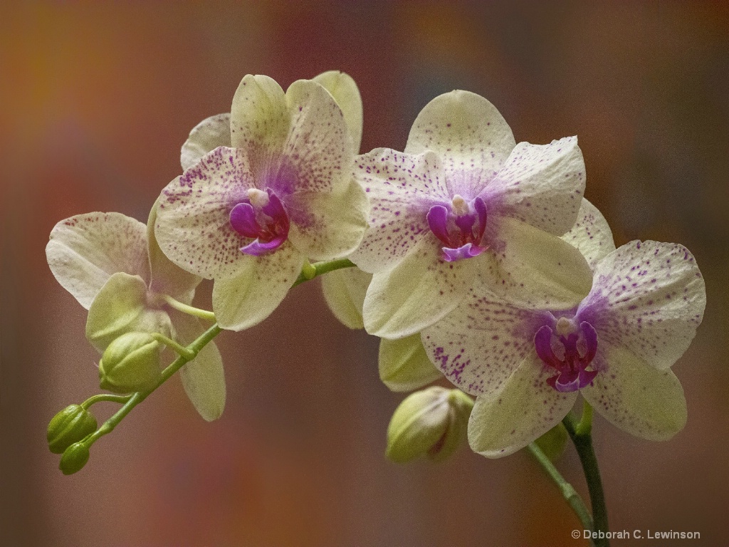 Orchid Display