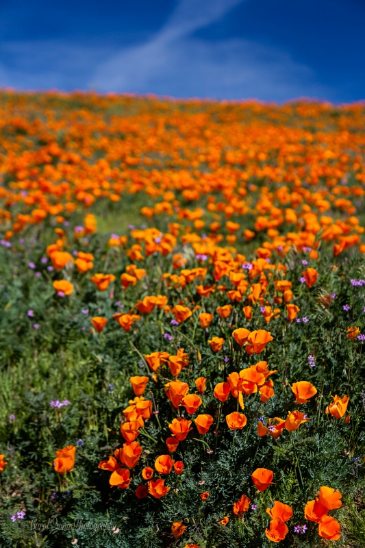 Waves of Orange